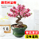 桃花树盆栽带花苞寿心桃招桃花老桩观赏盆景室内外客厅树苗四季 花
