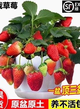奶油草莓苗秧盆栽四季结果红颜淡雪带盆带花带果阳台露天种植新苗