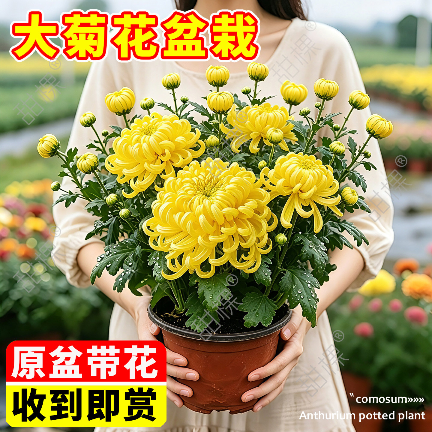 【带花苞带盆发货】菊花大苗图片