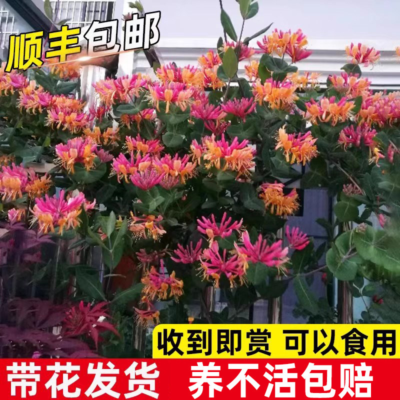 金银花树苗盆栽盆景阳台庭院花苗