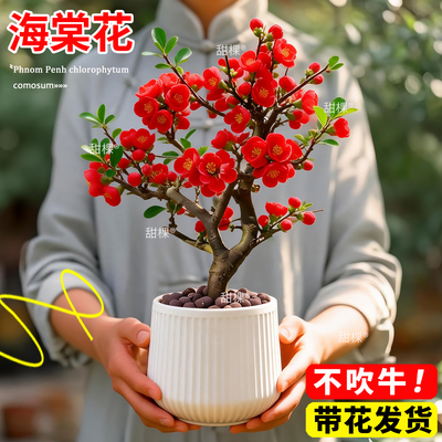【带花苞发货】精选海棠盆栽