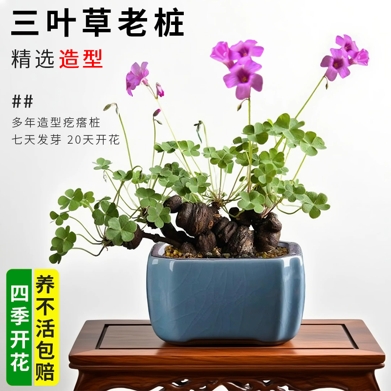 微型三叶草老桩掌上盆景