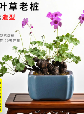 三叶酢浆草老桩盆景栽苗四季开花关节幸运草种球带花发货紫色种子