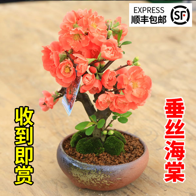 海棠花盆栽老桩盆景四季开花