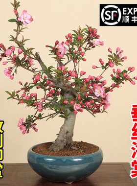 海棠花盆栽四季垂丝开花树苗盆景老桩鲜花卉绿植物室内年花好养活