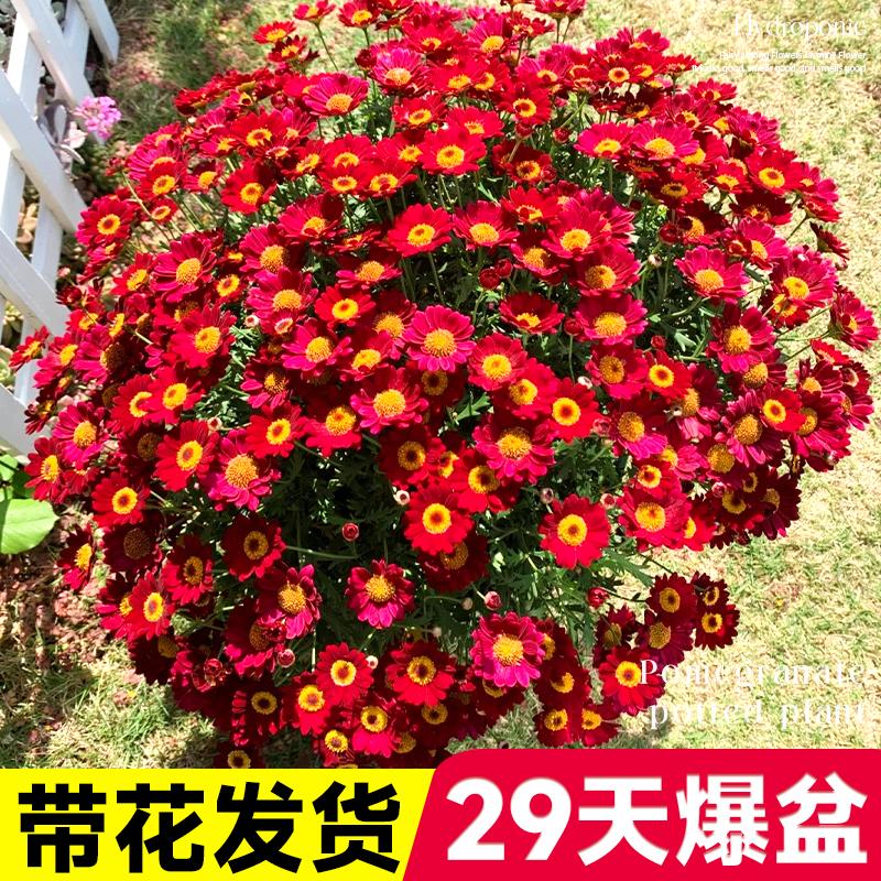 玛格丽特花苗盆栽带菊花阳台庭院室内外好养