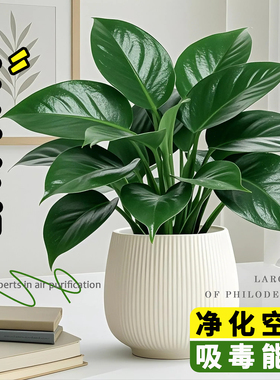 金钻盆栽绿公主带花苞水培大叶绿植物室内客厅土培花卉苗四季常绿