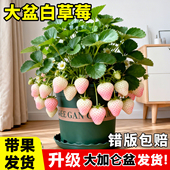 特大号白草莓苗盆栽带果带盆四季 结果苗秧苗奶油丹东室内阳台果树