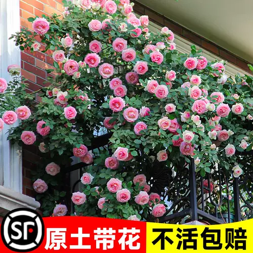 Розовый дракон песок Gemstone Rose Tracking Vines.