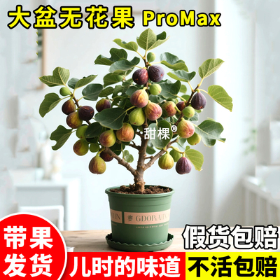 无花果树果苗特大盆栽带果矮化