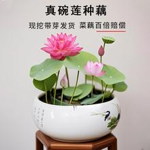 碗莲种藕水培绿植物迷你荷花盆栽水养四季花卉七彩睡莲花小型根苗