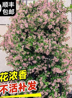 粉色风车茉莉爬藤植物垂丝茉莉四季花卉盆栽苗室内阳台常青绿植