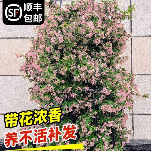 粉色爬藤植物阳台风车茉莉