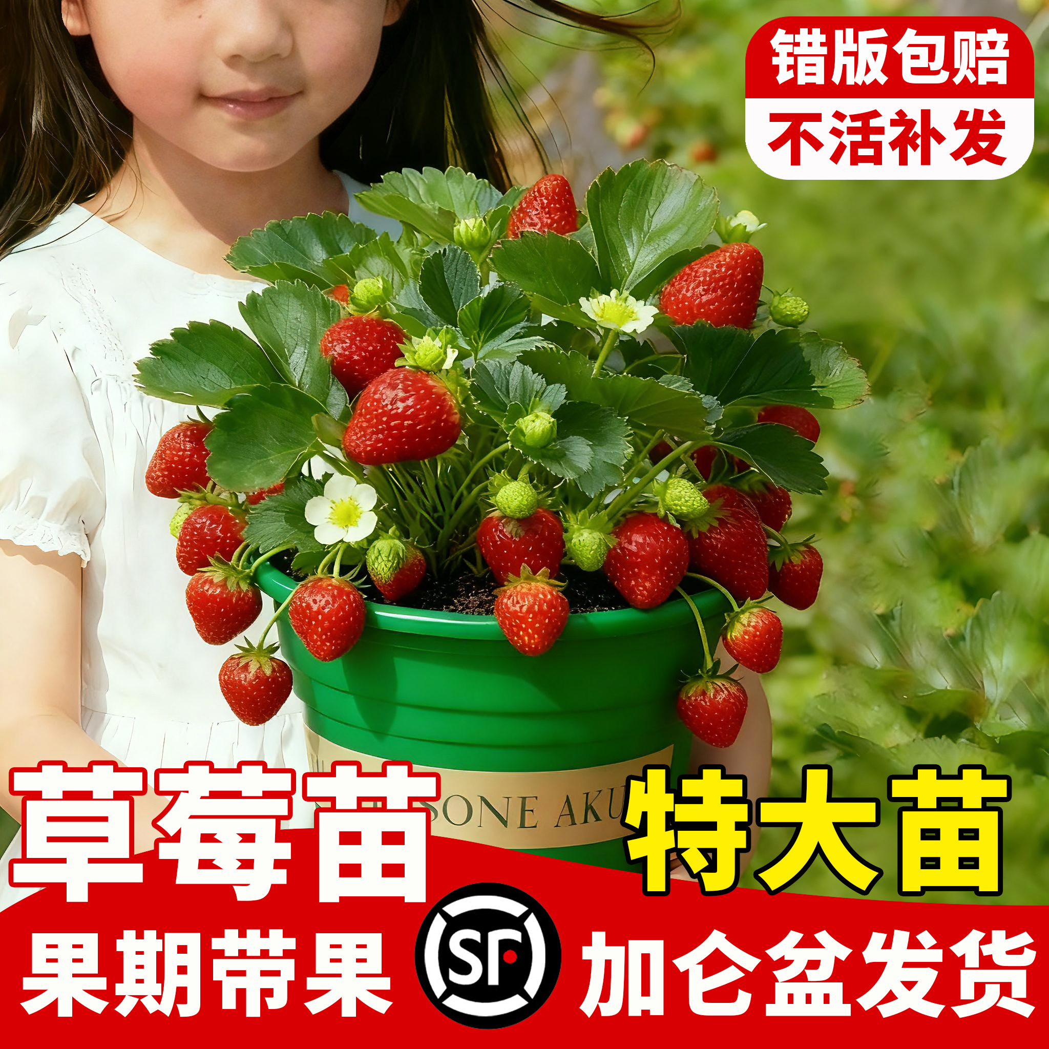 草莓苗秧四季结果盆栽特大号