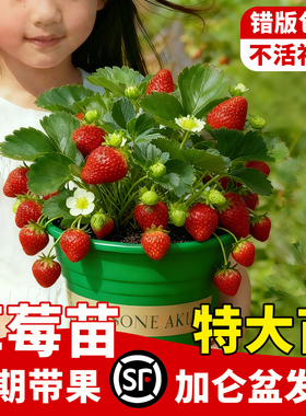 特大号草莓苗秧盆栽带果四季结果奶油草莓隋珠红颜淡雪黑珍珠新苗