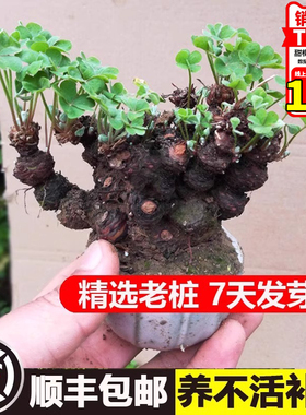 三叶草老桩盆栽绿植物带花四季酢浆草种球微型盆景水培球根花卉苗