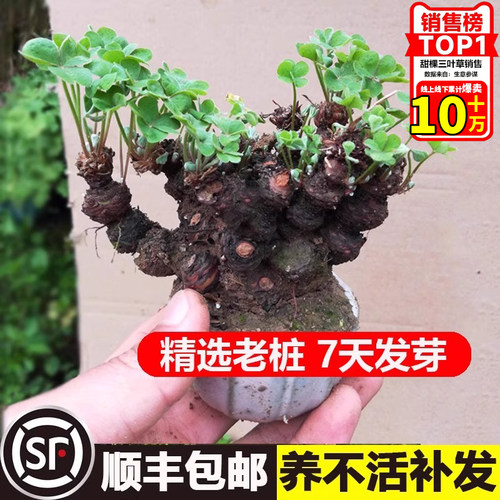 三叶草老桩盆栽绿植物带花种球