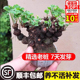 三叶草老桩盆栽绿植物带花四季 酢浆草种球微型盆景水培球根花卉苗