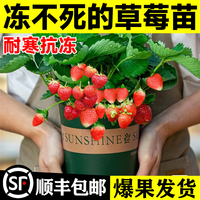 草莓冬季草莓苗带果盆栽客厅