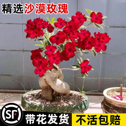 沙漠玫瑰盆栽重瓣带花苞老桩苗