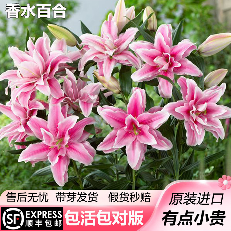 香水百合种球重瓣进口百合花