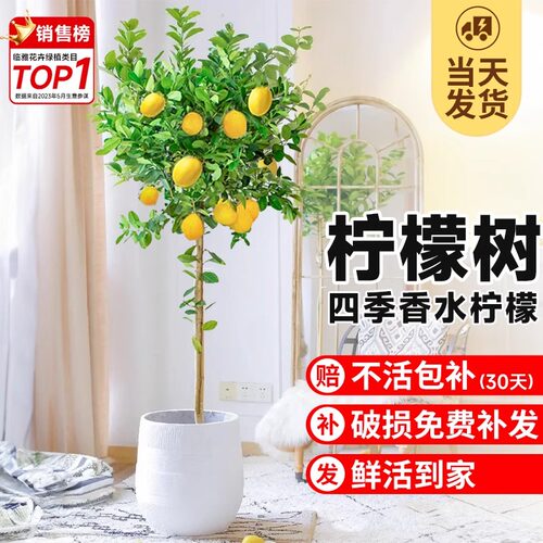 香水柠檬树盆栽室内客厅四季