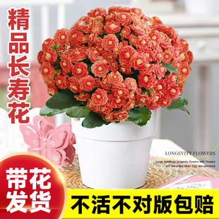 长寿花盆栽重瓣花大花金狐狸带花苞多肉植物四季 开花室内阳台绿植