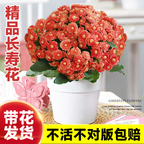 多肉阳台长寿花盆栽绿植秋冬季