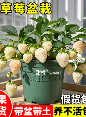 白草莓苗秧盆栽秋冬季四季结果奶油原土原盆带果淡雪新苗种特大号