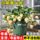 白草莓苗秧盆栽秋冬季 四季 结果奶油原土原盆带果淡雪新苗种特大号