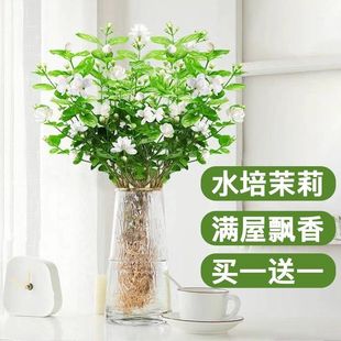茉莉花水培植物盆栽公室内桌面好养懒人鲜花绿植九里香水养花卉