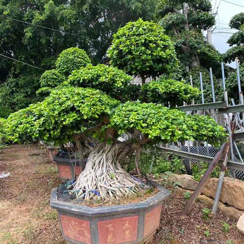 大型小叶榕树盆景S造型8字型绿植盆栽室内庭院气根植物老桩花卉