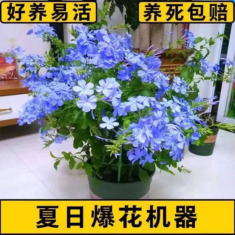 蓝雪花盆栽大苗四季开花爬藤室内外阳台庭院花卉绿植物耐温大盘,鲜花速递/花卉仿真/绿植园艺,绿植,淘宝优惠券,粉丝福利购,淘宝优惠卷