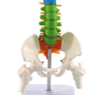 45Cm with Pelvic Human Anawtomical Anatomy Spine Spinal Colu