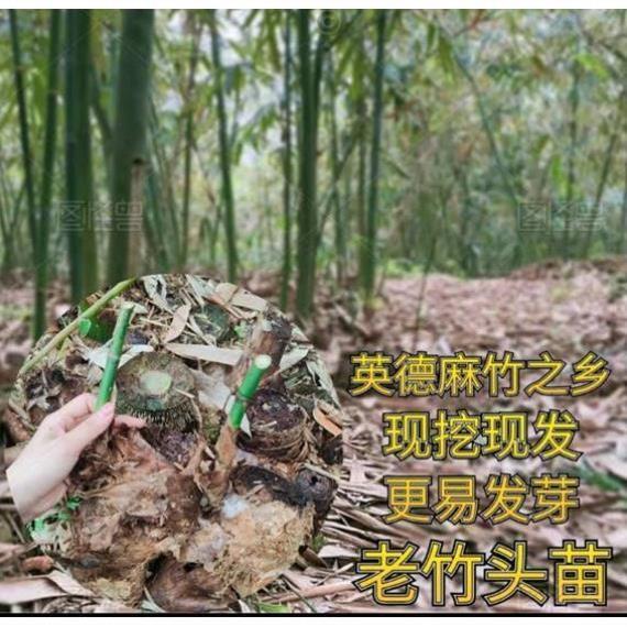 麻竹苗裸根包邮大型庭院丛生竹子苗竹鼠食物甜竹苗西牛竹笋头笋苗
