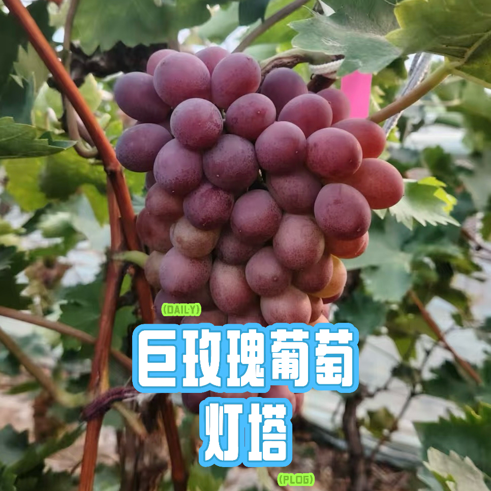 【京东包邮】辽宁灯塔自种农家巨玫瑰葡萄夏季水果正宗产地直发