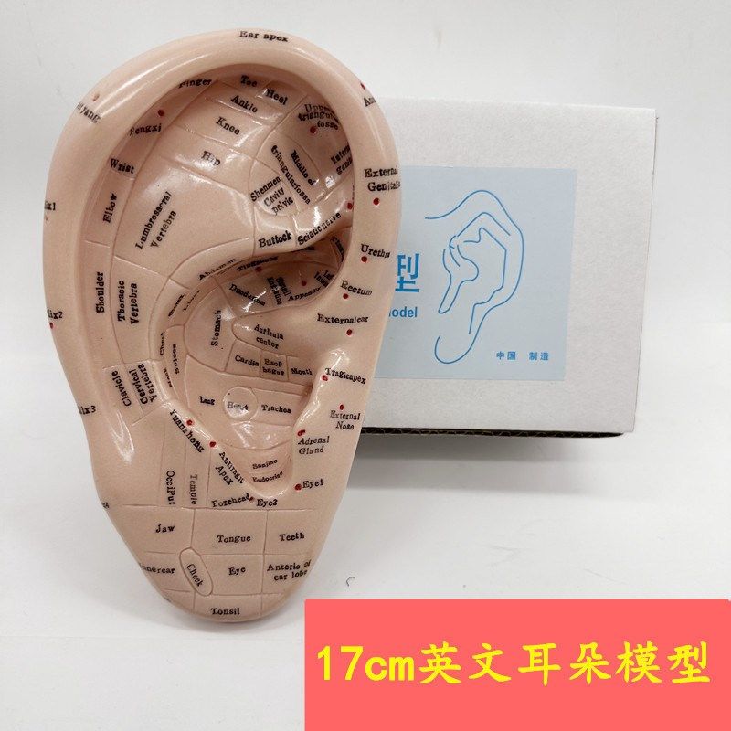耳穴英文版模型17厘米耳K朵穴位模型软模型,文具电教/文化用品/商务用品,教学标本/模型,淘宝优惠券,粉丝福利购,淘宝优惠卷