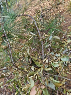 云南山区正宗新鲜马尾松松树寄生茶原生态寄生茶老树现採带松枝