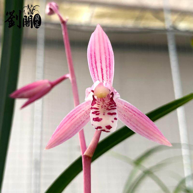 推荐胭脂红 建兰四季兰花苗现带花苞出售红色花好养花卉盆栽