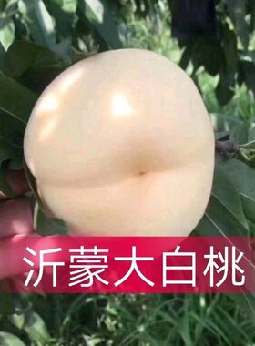 沂蒙山甜脆大白桃现货映双红脆桃大白桃应季水果五斤雪桃冬桃包邮