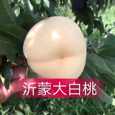 沂蒙山甜脆大白桃现货映双红脆桃大白桃应季水果五斤雪桃冬桃包邮