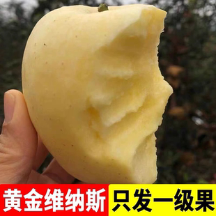 包邮 山东正宗维纳斯黄金苹果纯甜脆苹果黄金苹果现摘当季 水果整箱