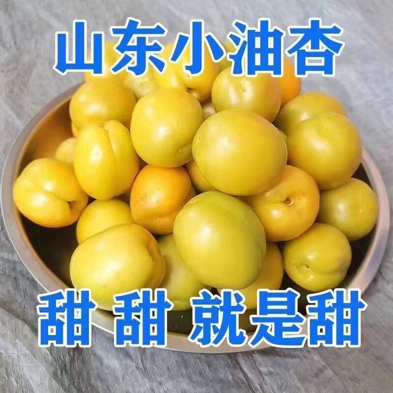 山东小珍珠油杏新鲜甜杏子现摘新鲜小油杏孕妇整箱水果包邮