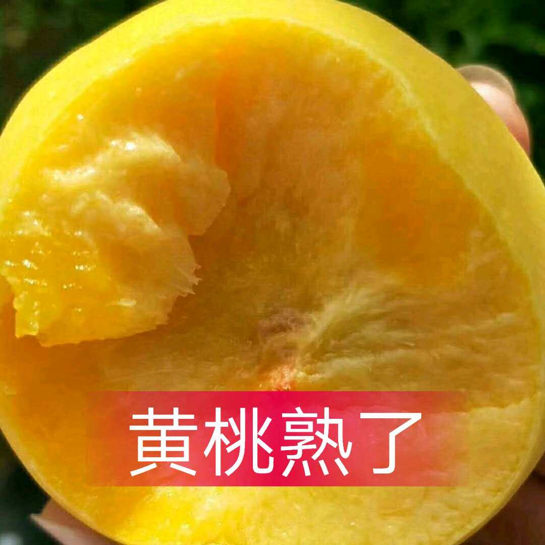 山东蒙阴黄桃新鲜大黄桃甜脆黄桃现摘五斤包邮蒙阴蜜桃果园直发