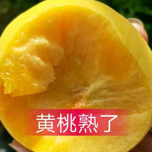 山东现摘五斤包邮直发蒙阴蜜桃