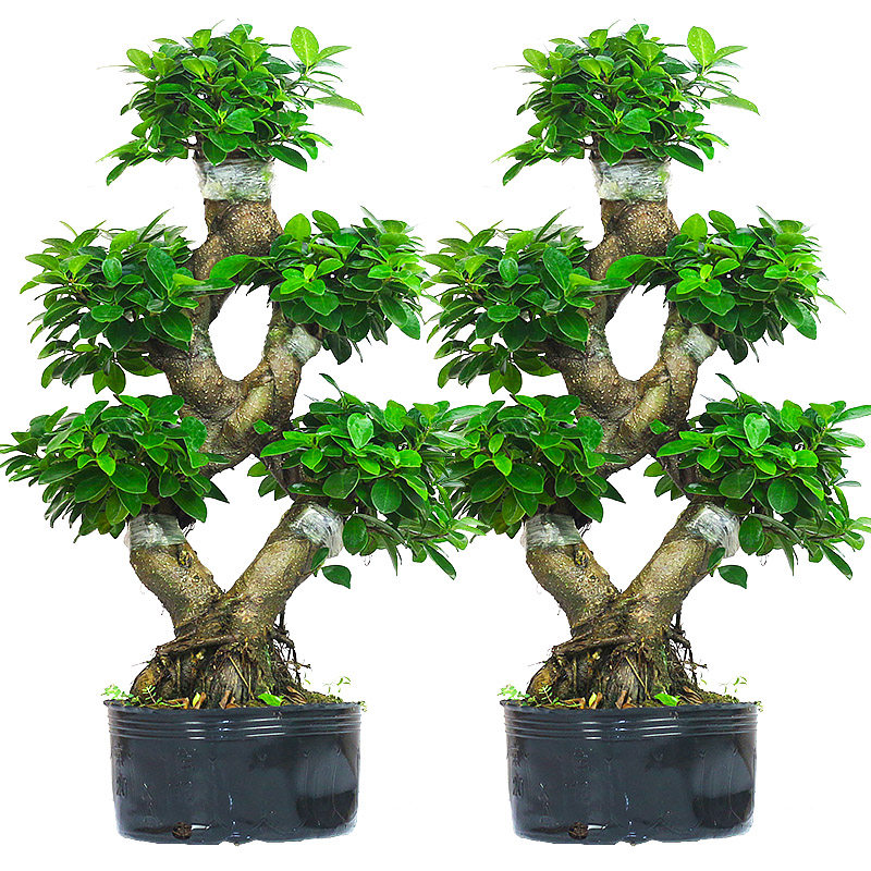 纳纶金钱榕盆栽绿植花卉大8字老桩造型s弯摇钱树植物小叶人参榕树