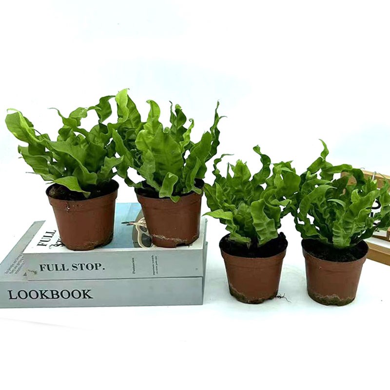 火焰鸟巢蕨盆栽室内观叶绿植办公桌摆吸甲醛耐阴净化空气四季常青