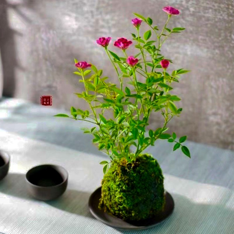 超微水培姬月季四季开花卉阳台桌面迷你小盆栽水中美人苔藓球植物