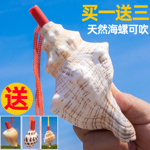 天然海螺号喇叭口哨儿童玩具可吹响超大海螺贝壳幼儿园礼物小螺号