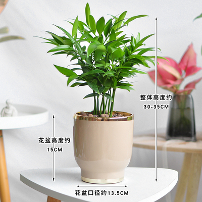 极速竹柏盆栽植物室内桌面驱蚊虫净化空气好养活耐寒X老桩长寿竹